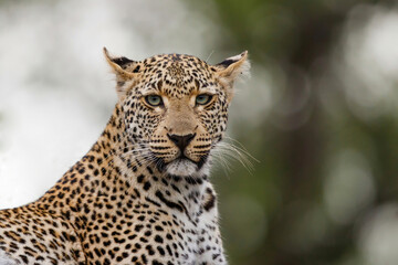 Leopard female resting in Sabi Sands Game Reserve Game Reserve in the Greater Kruger Region in South Africa