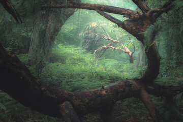 A moody, ethereal lush woodland forest with a bent tree in atmospheric misty fog at Ravelston Woods in Edinburgh, Scotland. - obrazy, fototapety, plakaty