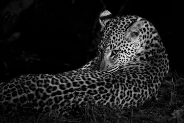 Leopard female resting in the night in Sabi Sands Game Reserve Game Reserve in the Greater Kruger Region in South Africa