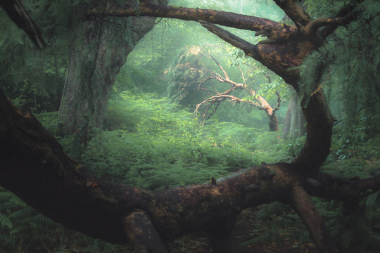 Fototapeta A moody, ethereal lush woodland forest with a bent tree in atmospheric misty fog at Ravelston Woods in Edinburgh, Scotland.