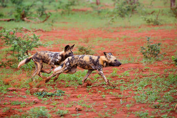 African wild dog running in Zimanga game reserve in South Africa