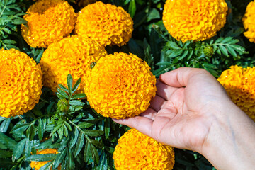 Yellow marigold flower on woman hand in the garden. woman collecting marigold flowers.