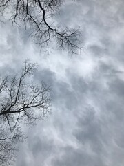 tree in the sky