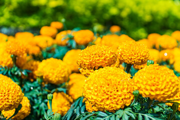 Beautiful orange marigold flowers blooming in the garden with blurred nature background.
