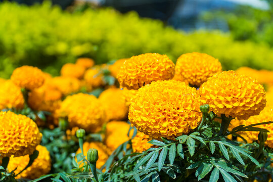 Beautiful orange marigold flowers blooming in the garden with blurred nature background.