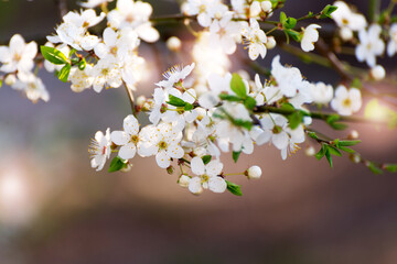 Cherry tree blossoms. White spring flowers close-up. Soft focus spring seasonal background.