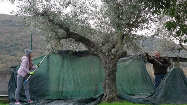 Autumn olives harvesting on agricultural field, farm workers using manual combs for picking olive grains from tree. Ripe green and black sorts of olives falling down in harvest net under the tree