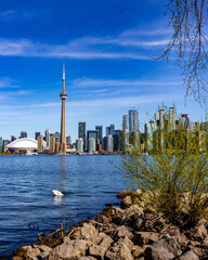 Fototapeta premium Toronto Skyline 
