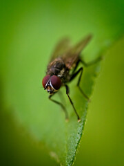 A macro shot of a fly resting on a green leaf, focused on it's large red compound eyes.