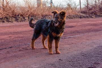 Homeless mongrel dogs dog smeared with dust from iron ore near the quarry
