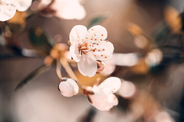 Wiosna, pastelowe kwiaty i kwitnące drzewa - obrazy, fototapety, plakaty