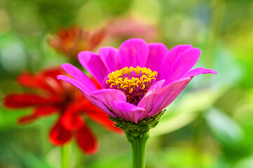 Pink zinnia flower on a green background. Summer and spring background