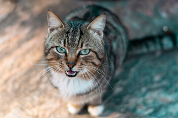 Street regular cat top view waiting for food, homeless animals concept