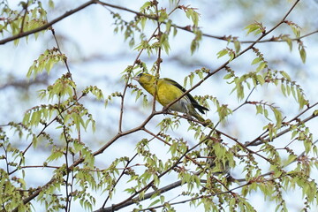 eurasian siskin on the branch