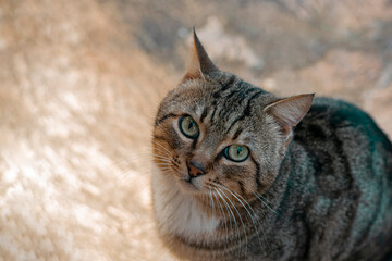 Street regular cat top view waiting for food, homeless animals concept
