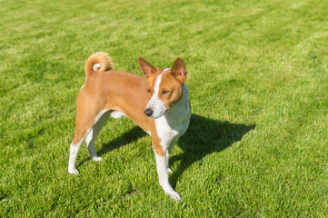 Portrait of mature basenji dog standing on green lawn and looking