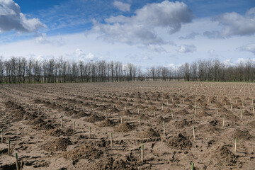 A big empty terrain prepared for planting trees. Great for the environment, a new forest is born.