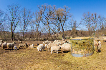 Sheep in the pasture