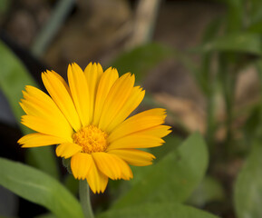 Calendula flower