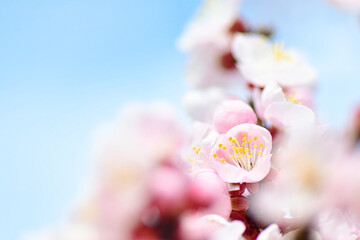 Fototapeta premium あんずの花マクロ