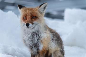 Obraz premium red fluffy dirty fox sits in the snow against the backdrop of mountains