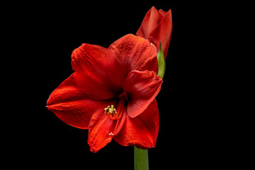 Blooming red Amaryllis flower, isolated on black background. Beautiful Christmas Flower.