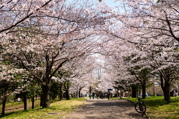 桜並木