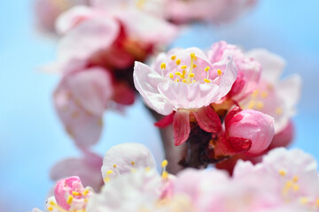 見ごろの杏の花クローズアップ