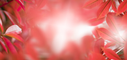 close-up nature view of red leaves in spring on a blurred red background in garden with blank space to put text.
