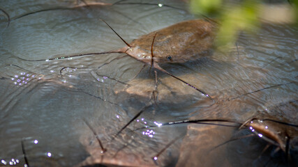 Isolated Close Up of Catfish in the Wild- Northern Israel