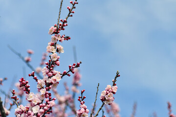 満開の杏の花