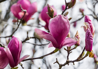 Beautiful branch of pink purple Magnolia Soulangeana Verbanica flower in spring Arboretum Park Southern Cultures in Sirius (Adler) Sochi. Large magenta magnolia flowers. Selective close-up focus