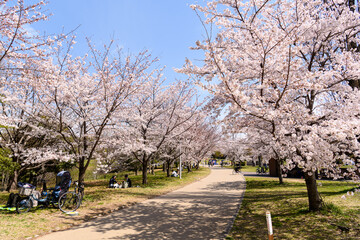 Obraz premium 桜並木