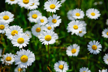 Fototapeta premium Summer landscape with daisy field and green grass.