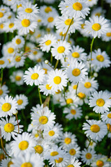 Floral summer background of field camomile flowers. Chamomile flowers field in sun light. Summer Daisies. Wild flowers field. Vertical