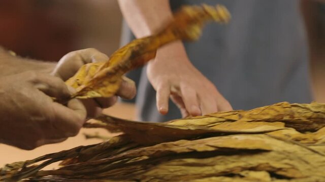 People sorting tabacco dry leaves_02