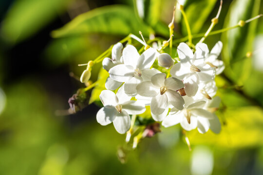 White fragrant flower in nature, flower background.