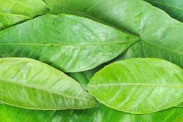 Green citrus leaves . Natural background.Close up