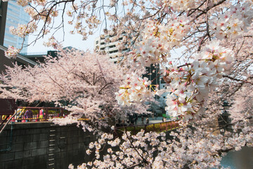 Cherry blossoms in full bloom in spring in Japan