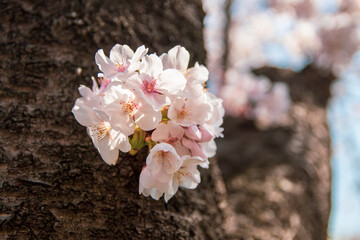 Cherry blossoms in full bloom on the trunk.