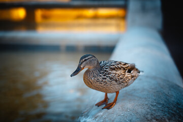A beautiful duck is near the water