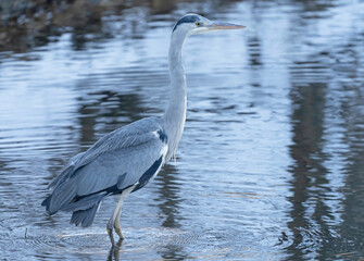 Gray heron standing in the water waiting to catch fish.