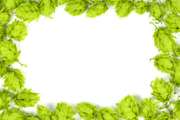 Fresh green hop cones isolated on white background. Top view with copy space .