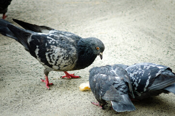 Pigeons are looking for food on the street.