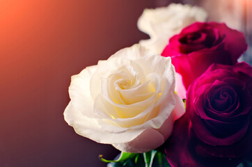 Beautiful background with white and red roses. Postcard for design.