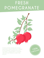 Pomegranate fruits on branch with leaves vector hand drawn card template. Fresh pomegranate.