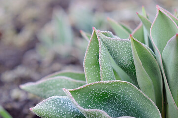 Greening first leaves of future tulips with dew closeup. Shallow depth of field