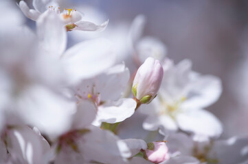 weiße Blüten, ein wunderschöner Hintergrund für Ihr Grafikprojekt