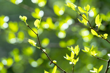 봄에 숲에서 만난 새싹들