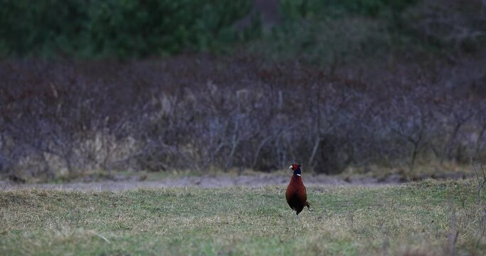 A pheasant eats grass in a field